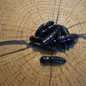 Andys Forellenköder Chucky