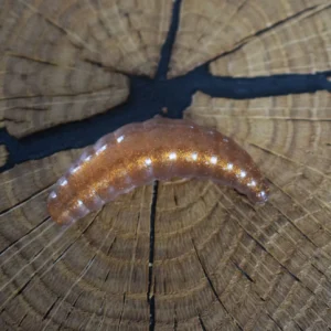 Specky Kupfer funkelnd