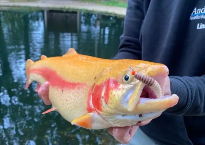 Goldforelle auf den Yummy